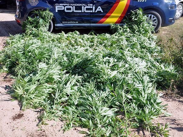 La Policía busca al dueño de 128 plantas de marihuana intervenidas en Aranda