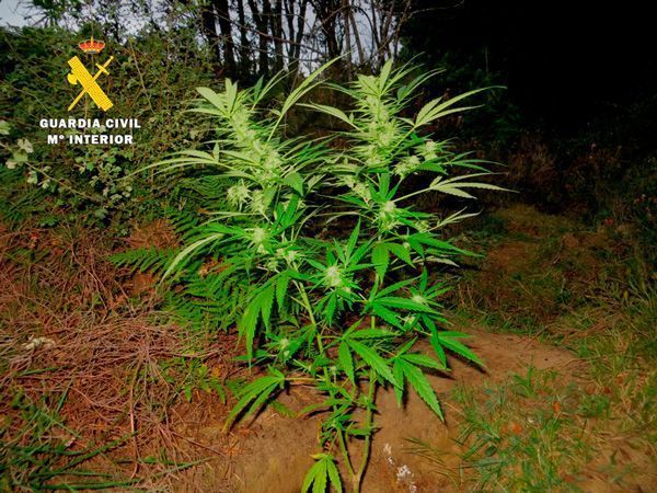 Desmantelada una plantación de marihuana junto al río Trema