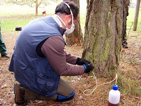 La Junta prueba un método inocuo para acabar con la oruga procesionaria del pino