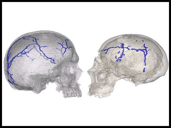 El CENIEH da a conocer un sistema de reconstrucción del sistema vascular del cerebro