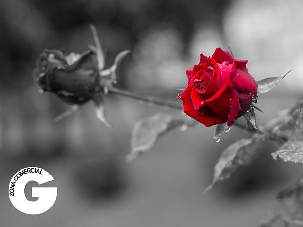 Rubén Torres y su ‘Félix Rosa’ se llevan el concurso de fotografía de la Zona G