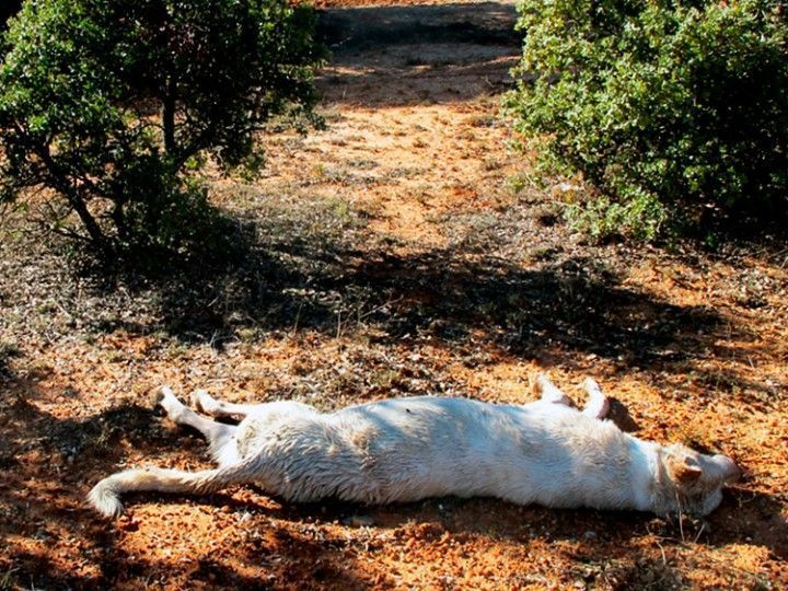 Imputado un cazador por la muerte de dos de sus perros