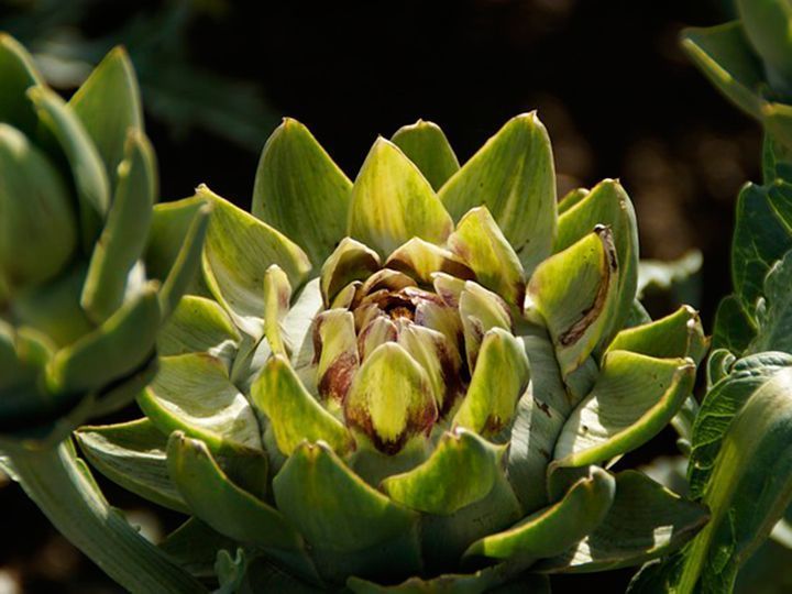 La alcachofa, beneficiosa para el cuerpo humano