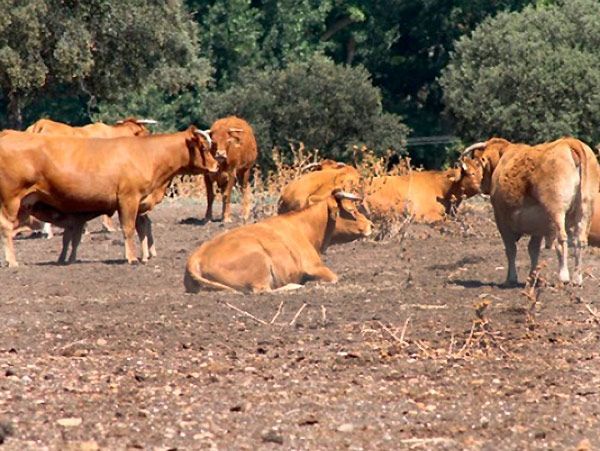 Agricultura defiende las oportunidades “ofensivas” de España en el TTIP