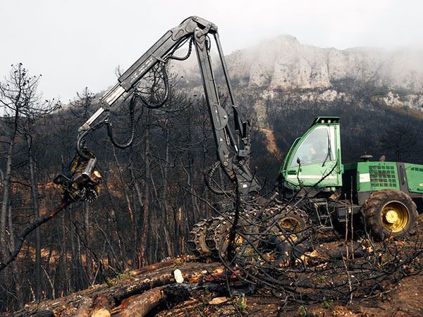 La Junta limpia la zona afectada por el fuego de Cornudilla