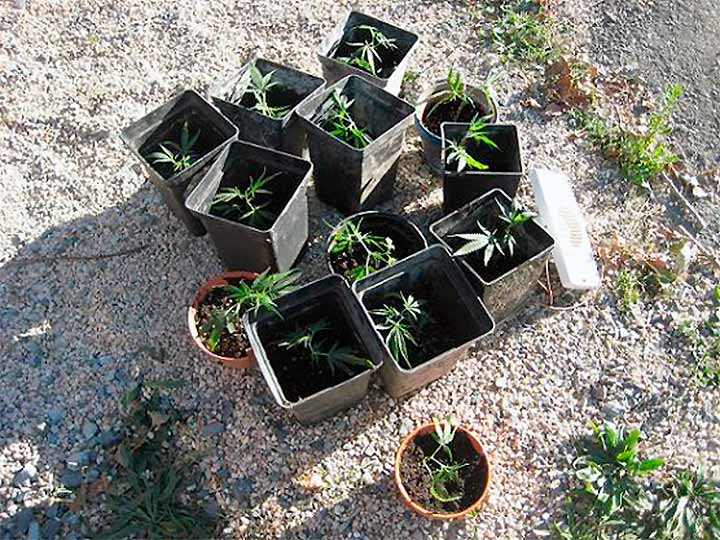 Detenidas 5 personas por cultivo de marihuana en Condado de Treviño