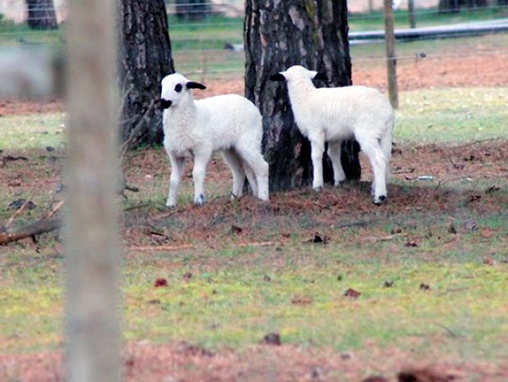 Asaja pide que se “identifique” el origen del lechazo sacrificado en la región