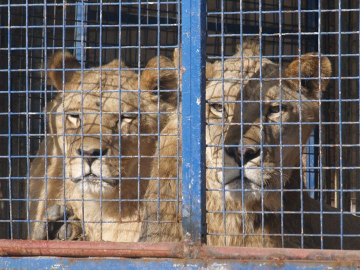 Imagina exige que Burgos se declare contraria a los circos con animales