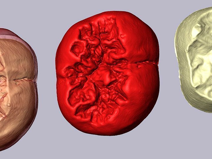 Un novedoso estudio ratifica las similitudes entre Homo antecessor y Sapiens