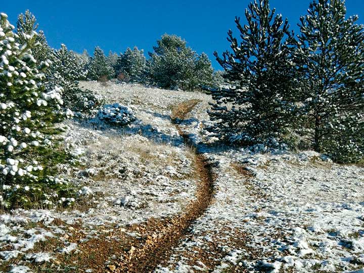 Denunciadas 10 personas por circular fuera de las pistas forestales