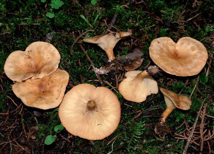 Alertan de la presencia de una seta muy tóxica en los alrededores de Burgos