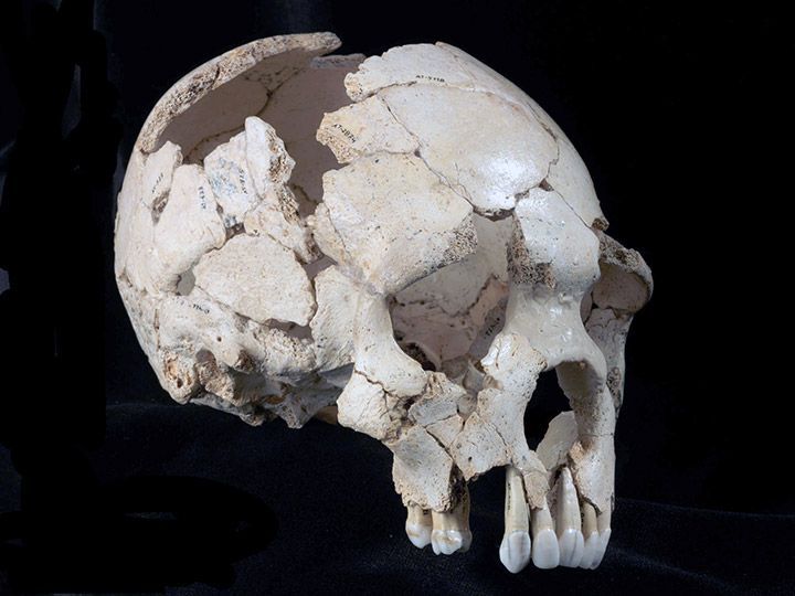 Atapuerca ayuda a identificar como único el esqueleto de la cara del Sapiens