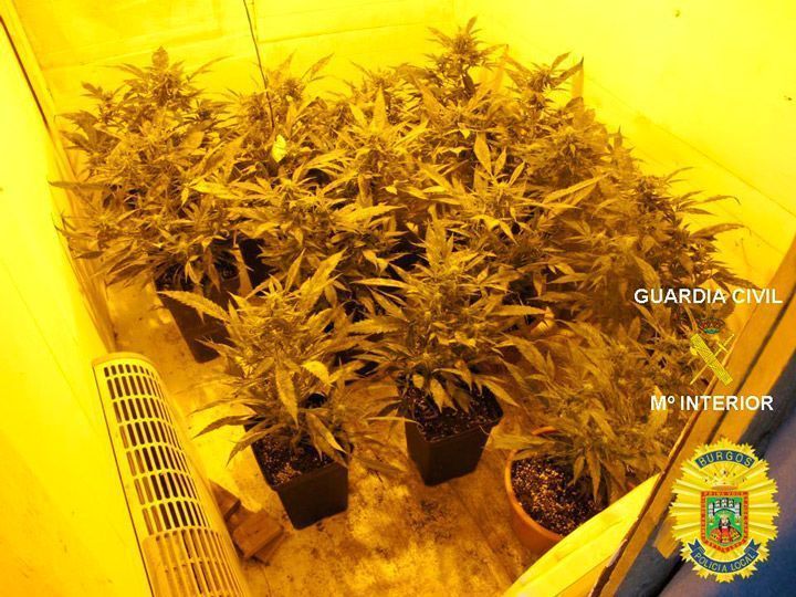 Un dispositivo de control de perros saca a la luz una plantación de marihuana