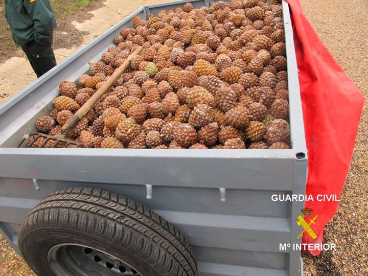 Sorprendido transportando 470 kilos de piña piñonera sin permiso