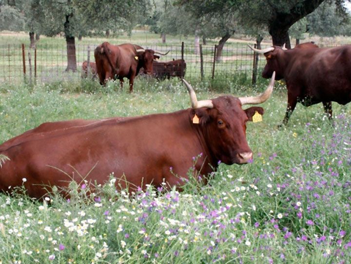 Las cámaras agrarias se reunirán con la Junta el próximo 5 de enero