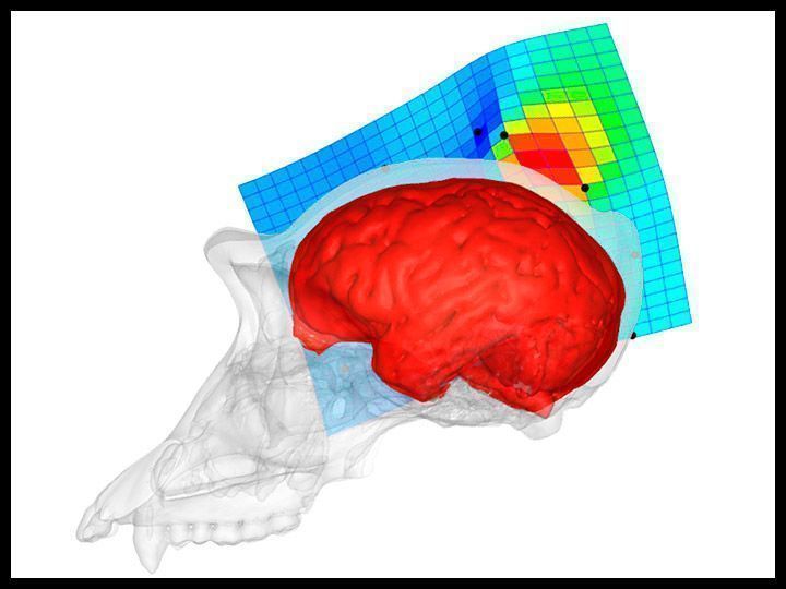 Bruner demuestra el mayor precúneo en el cerebro humano ante el de chimpancé