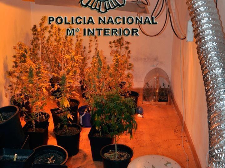 Detenido por cultivar marihuana en su domicilio