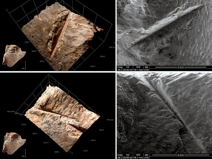 Las tortugas ya formaban parte de la dieta humana hace 400.000 años