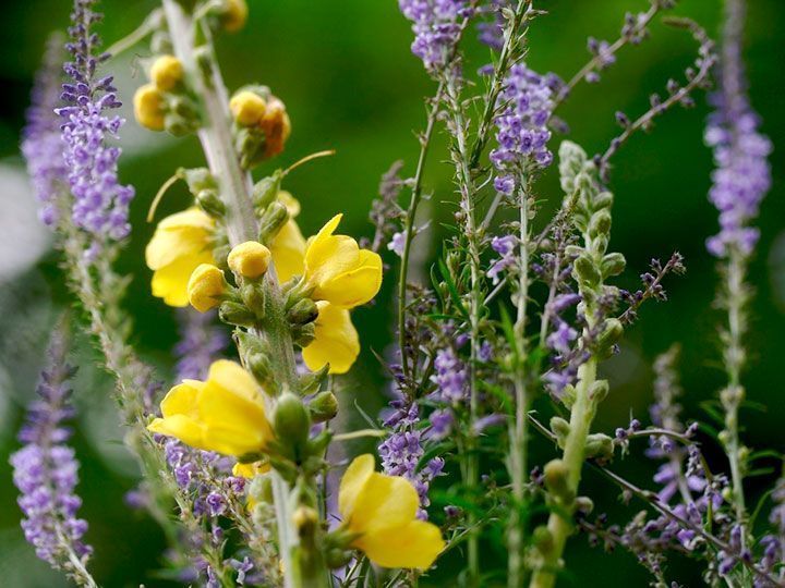 Los farmacéuticos ofrecen formación en el uso de plantas medicinales