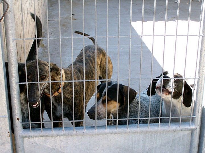 La Protectora de Animales reacciona ante la necesidad de fondos