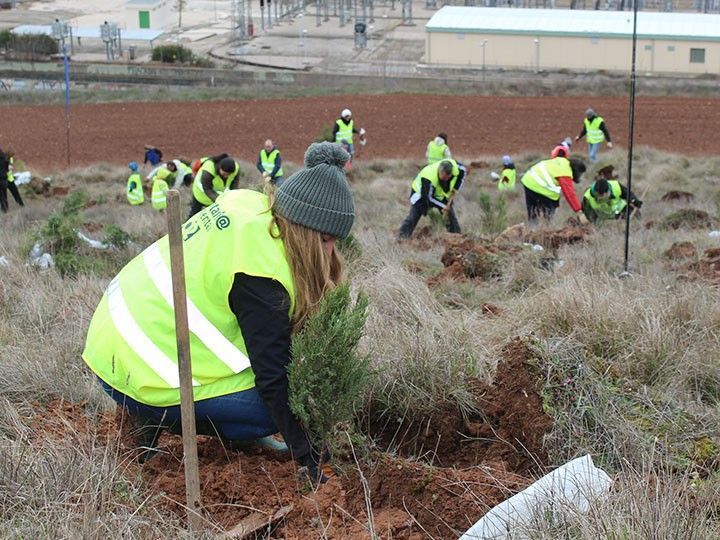 Voluntarios de Campofrío reforestan una antigua arboleda quemada