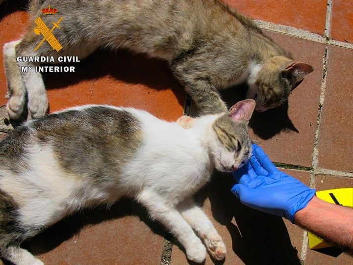 Investigado un varón de 64 años por envenenar a dos gatos domésticos