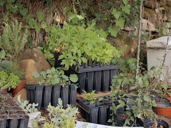 Ángel Puente nos enseña a cultivar nuestro propio huerto en casa