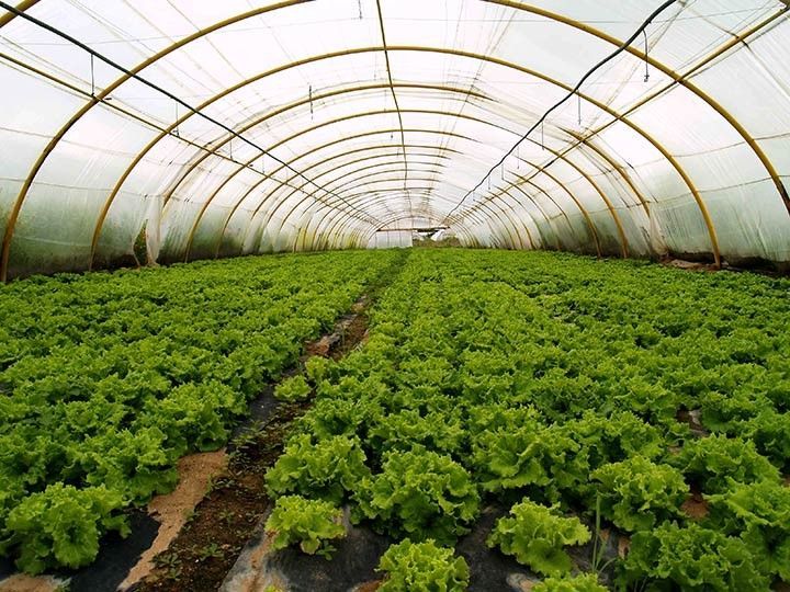 ‘Lechuga de Medina’ comercializó más de 1,4 millones de unidades en 2015