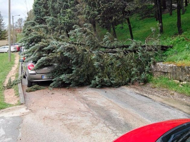 La caída de un árbol obliga a cortar Eras de San Francisco durante una hora