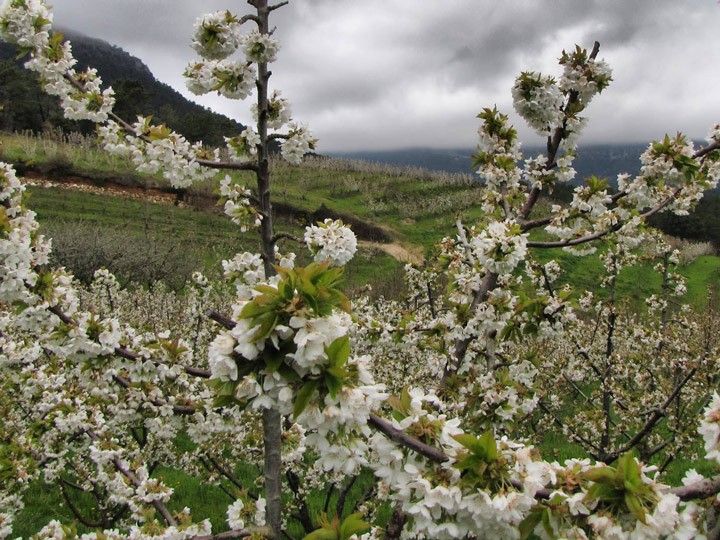 La floración de cerezos en las Caderechas alcanzará su cenit este fin de semana