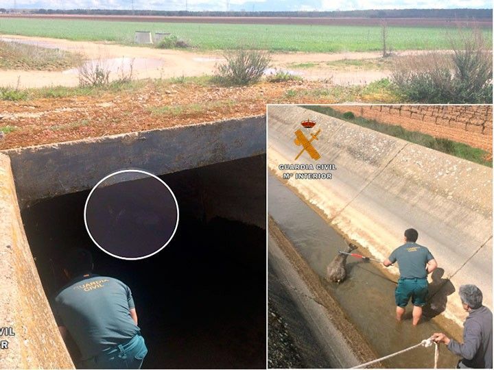 El SEPRONA rescata a un corzo que se había caído a un canal de riego en La Ribera