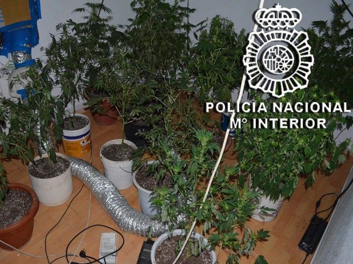 Desmantelan una plantación de marihuana en un piso en Miranda