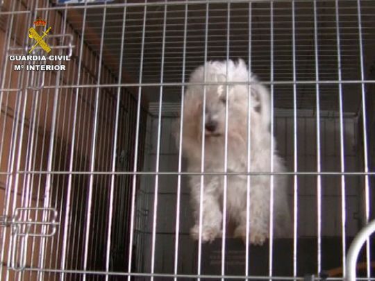 El Seprona destapa una trama de venta ilegal de perros con pedigrí falso