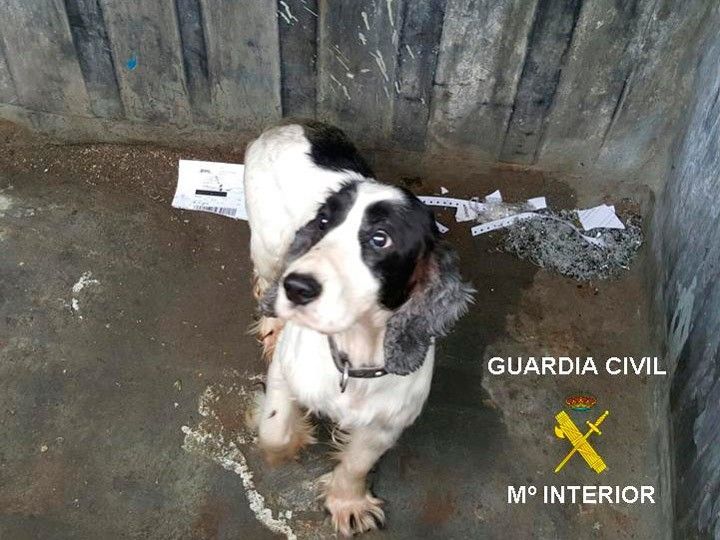 Imágenes para sensibilizar sobre el maltrato animal