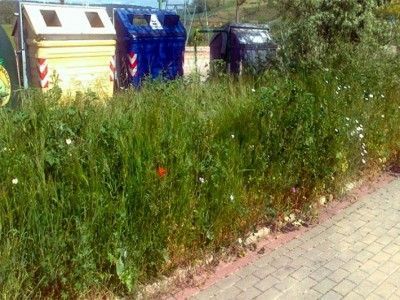 Hay zonas verdes con plantas de más de un metro de altura. BC