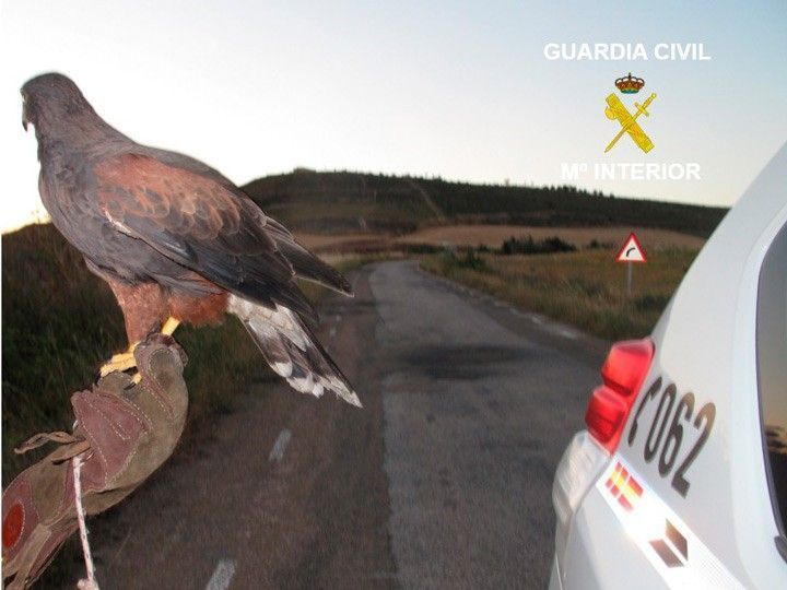 Denunciado tras ser sorprendido practicando cetrería ilegal con un Águila de Harris