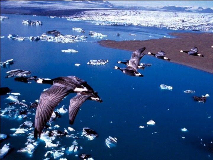 Continúa el ciclo ‘Cine y Naturaleza del MEH con la proyección de ‘Nómadas del viento’