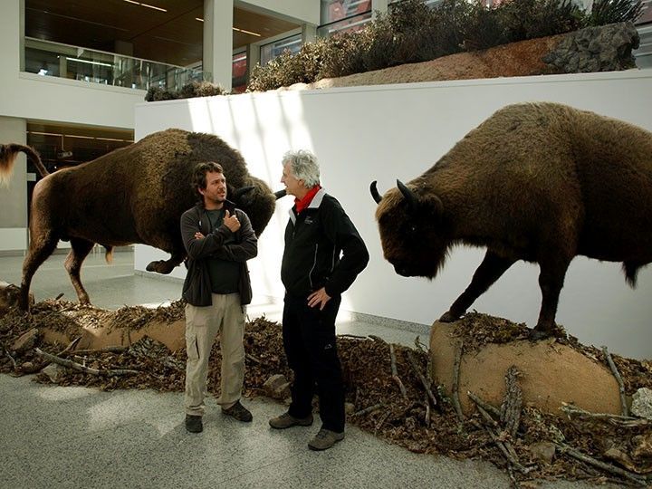 El MEH recrea la vida salvaje del ‘Gran Bosque’ con bisontes, urugallos o lobos