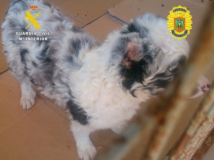 Identificado un anciano por amputar las orejas de un cachorro y abandonarle