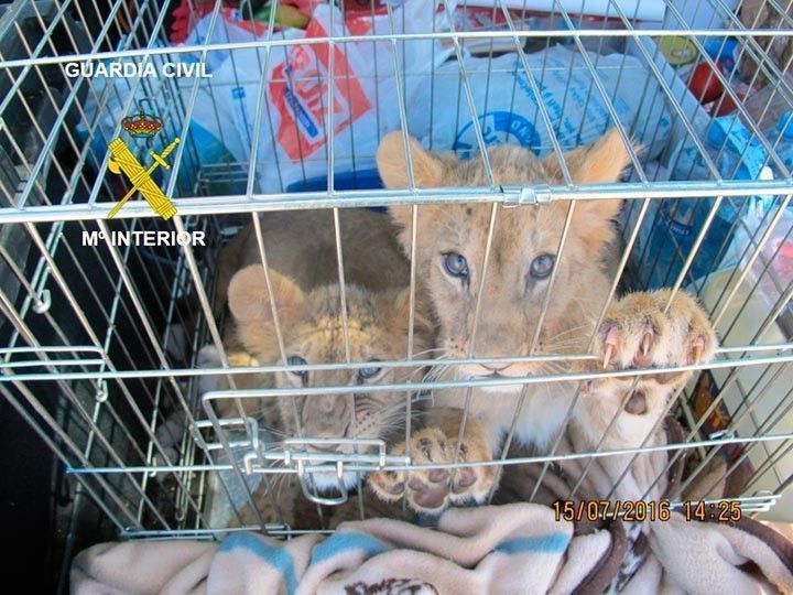 Denunciados por transportar dos cachorros de león sin autorización