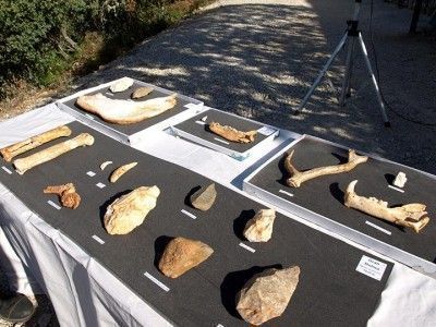 Restos encontrados en Gran Dolina, entre otros yacimientos. PCR