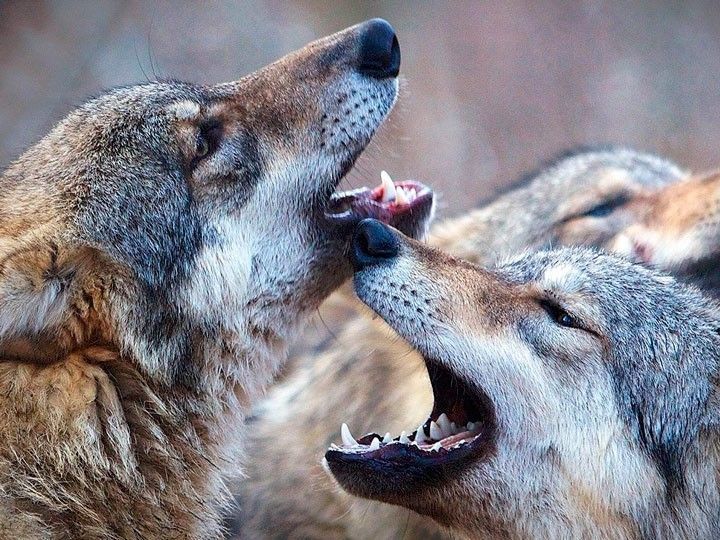 El MEH estrena mañana el ciclo ‘Cine y Naturaleza’ con el documental ‘Las Estaciones’