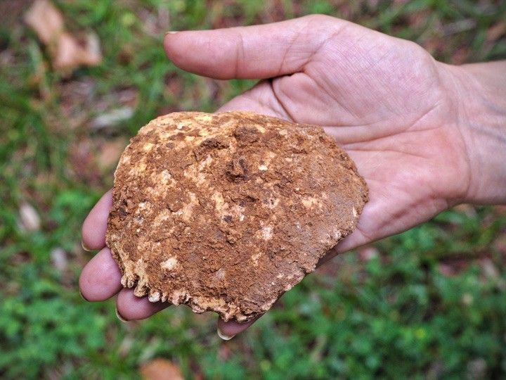 Descubierto un parietal humano del Pleistoceno Medio en la Cueva Fantasma