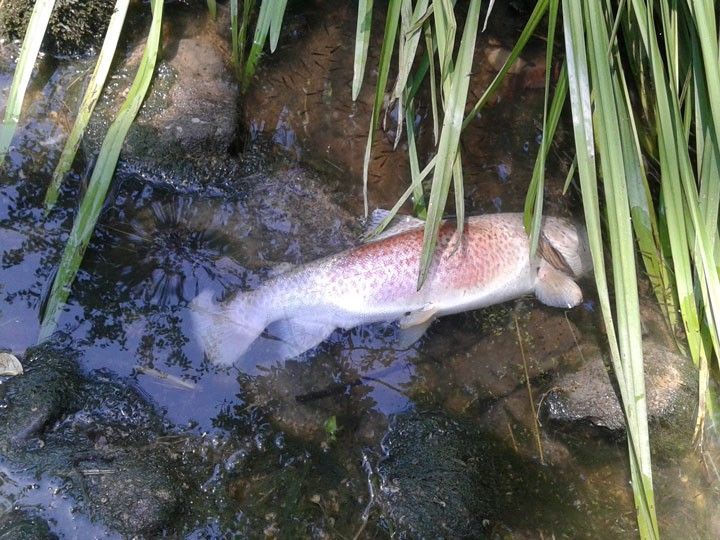 Peces y cangrejos muertos por las obras de la carretera en Maltrana