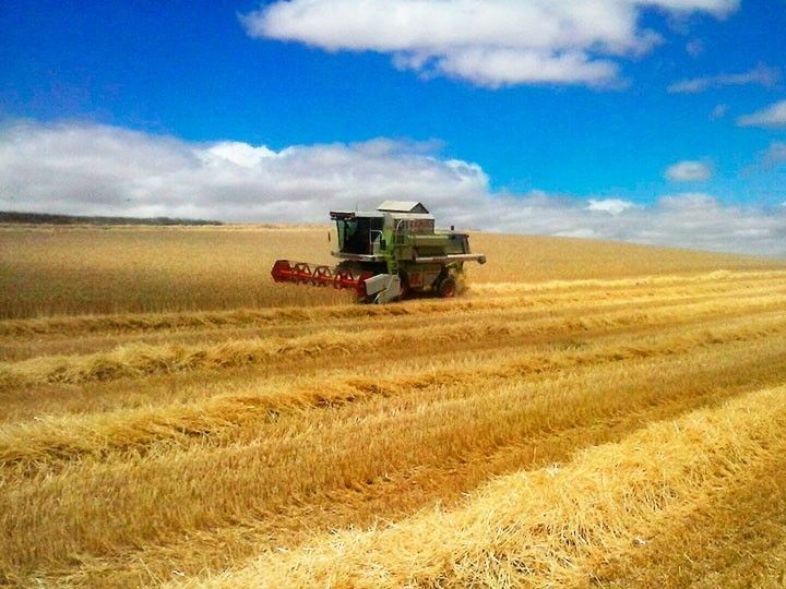 El precio del cereal tirará por tierra las ganancias de una buena cosecha