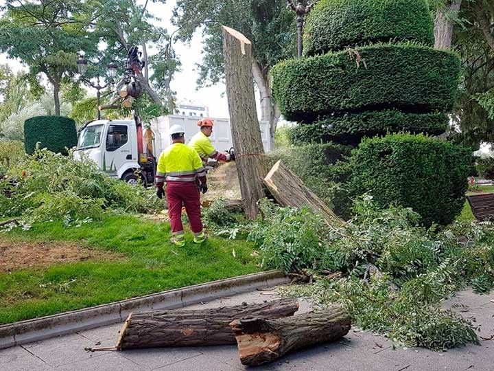 Cortan la acacia del Paseo del Espolón que perdió su rama en junio