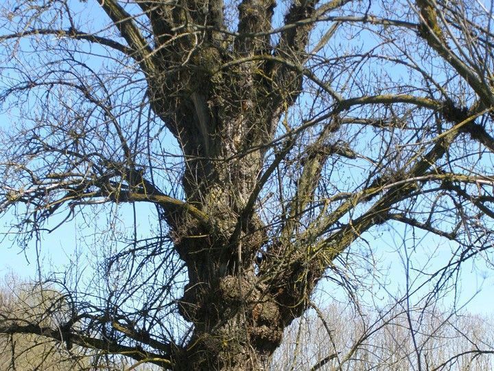 Los vecinos de San Mamés de Burgos elegirán mañana a su árbol más representativo