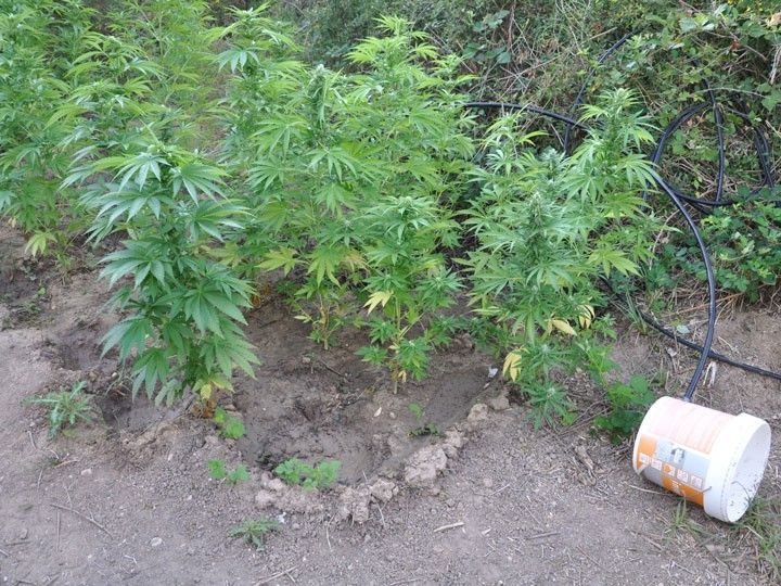 La Policía Nacional se incauta de 59 plantas de marihuana en Aranda de Duero