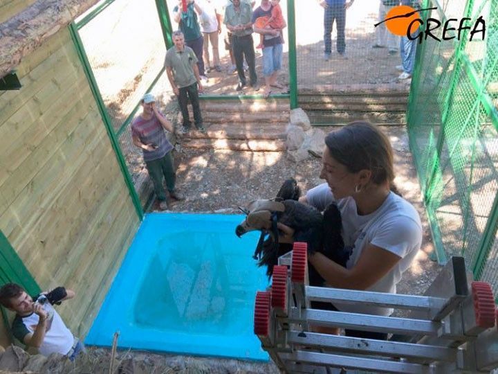 Los buitres negros vuelven a la Sierra de la Demanda con el proyecto Monachus