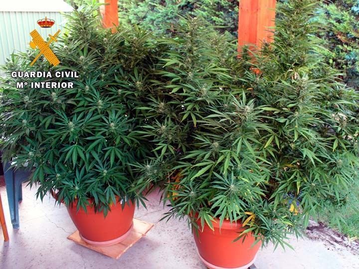 Desmantelada una plantación de marihuana en un jardín del Alfoz de Burgos